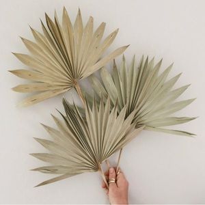 3 Dried Palm Leaves - Palm Fan Dried Flower